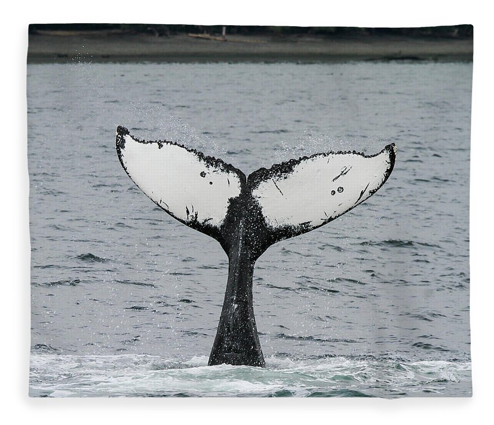 Flannel Blanket|Printing Blanket Single-Sided Goods Whales Blue White-style3 30×40 N4 Diuangfoong 